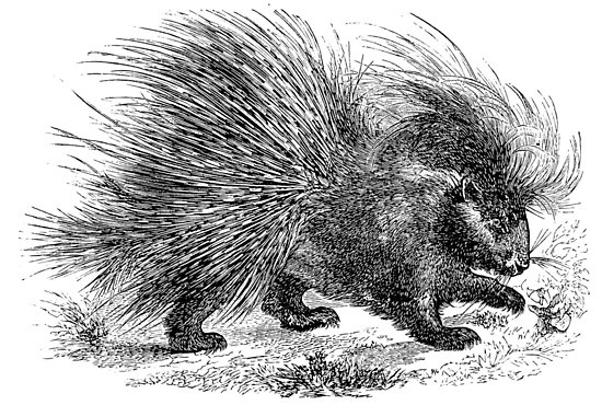 Porcupine Drawing Sketch