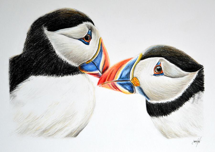 Puffin Art Drawing