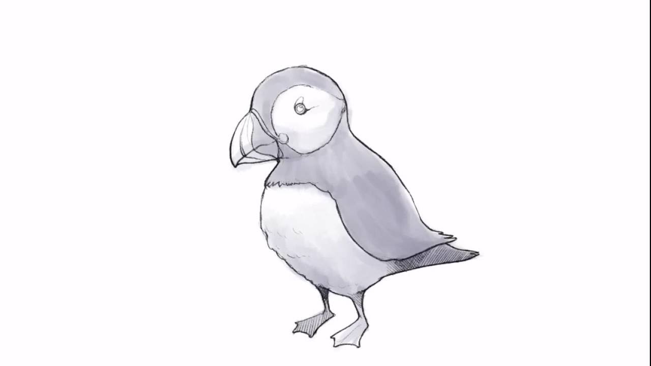 Puffin Drawing Art