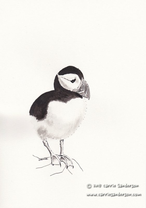 Puffin Drawing Best