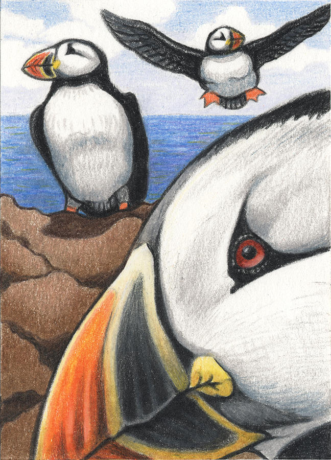 Puffin Drawing High-Quality