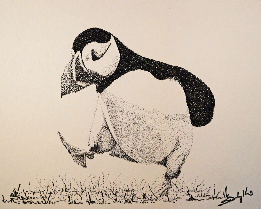 Puffin Drawing Images