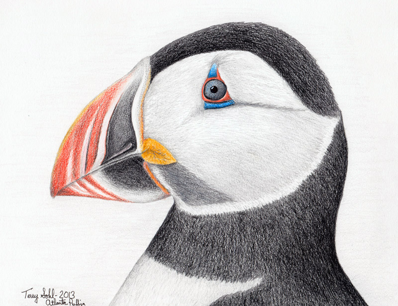Puffin Drawing Photo