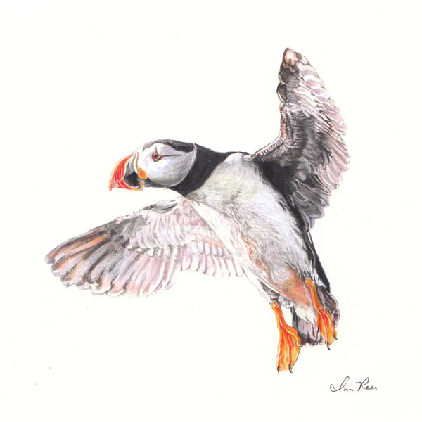 Puffin Drawing Pic