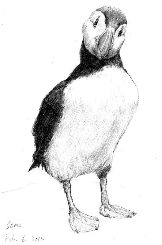 Puffin Drawing Pics