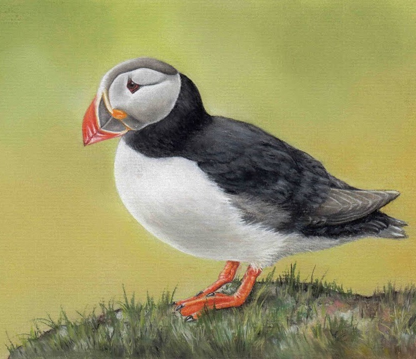 Puffin Drawing Realistic
