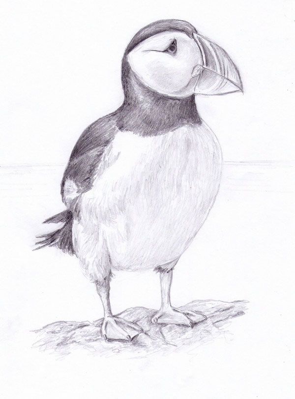 Puffin Drawing Sketch