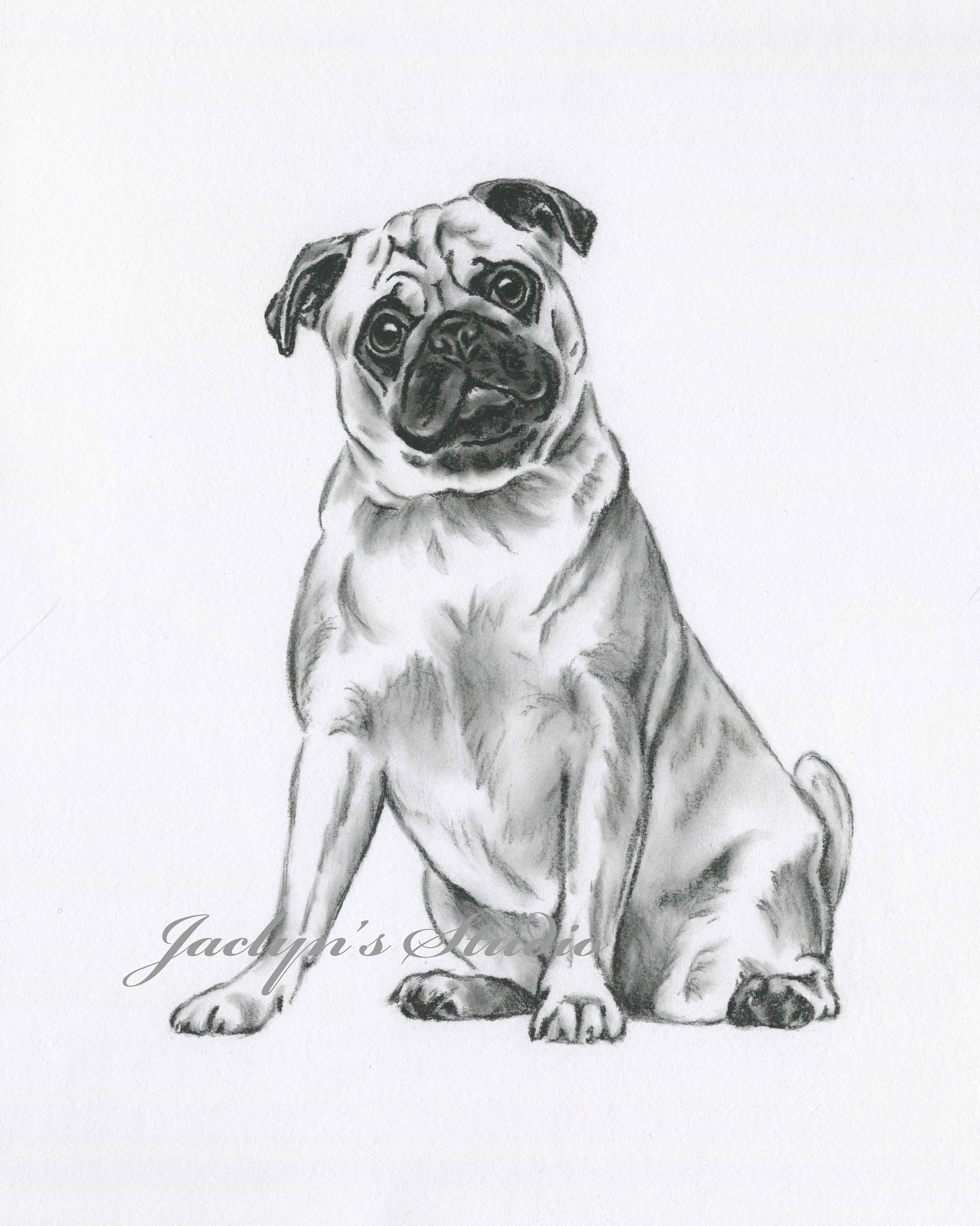 Pug Drawing Best