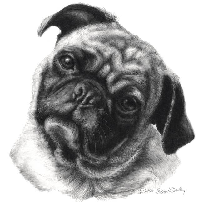 Pug Drawing Images