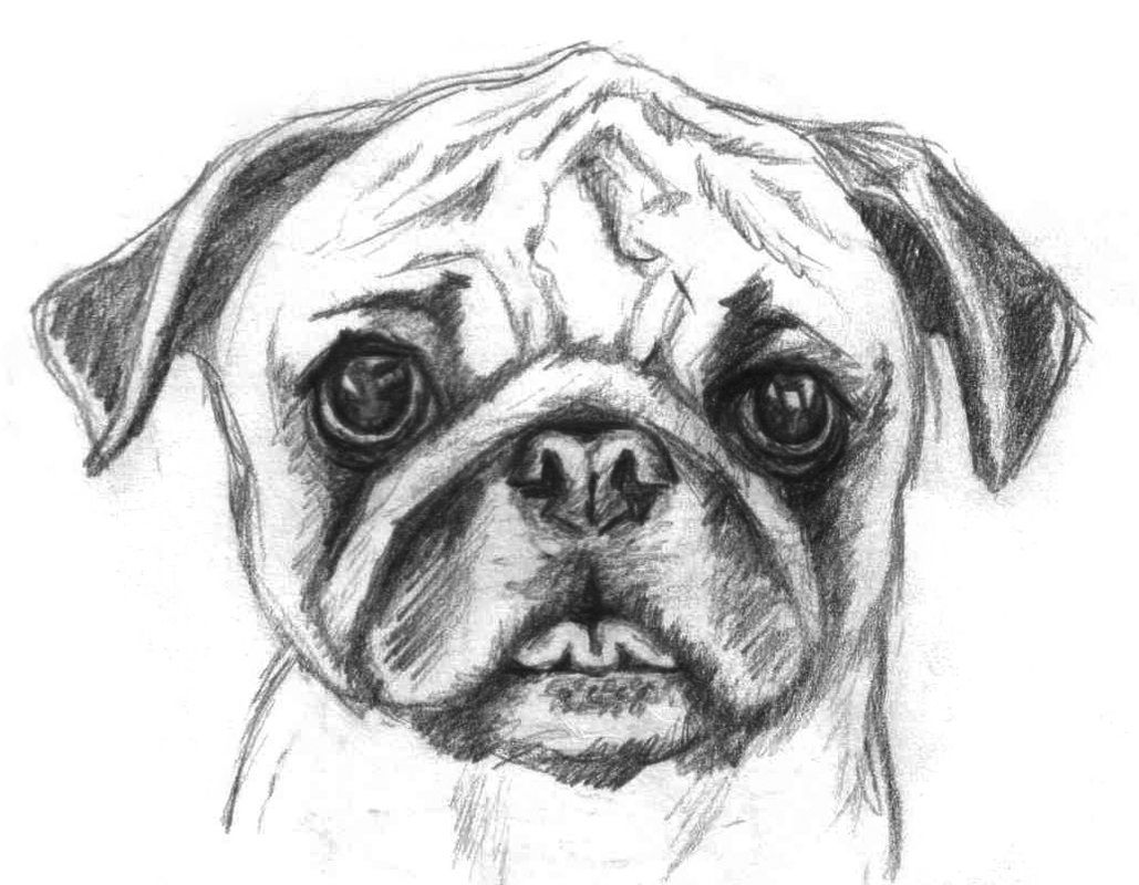 Pug Drawing Picture