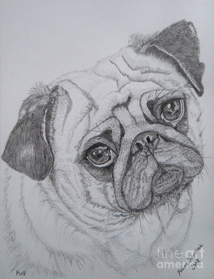 Pug Drawing Pictures