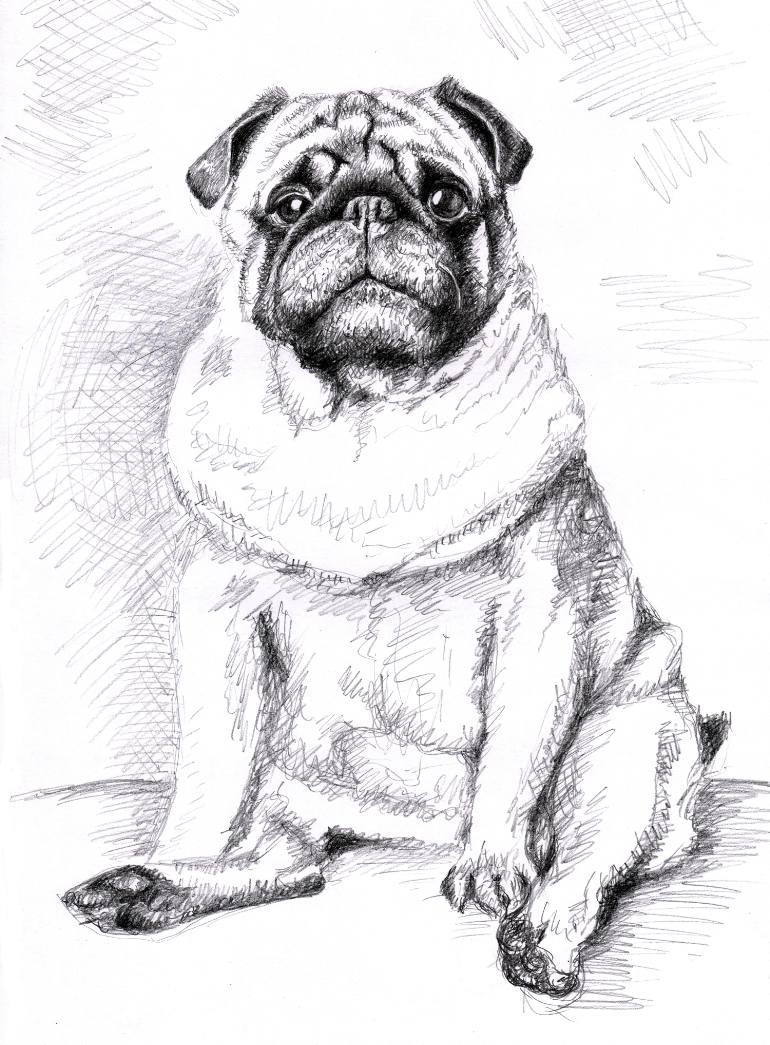 Pug Drawing