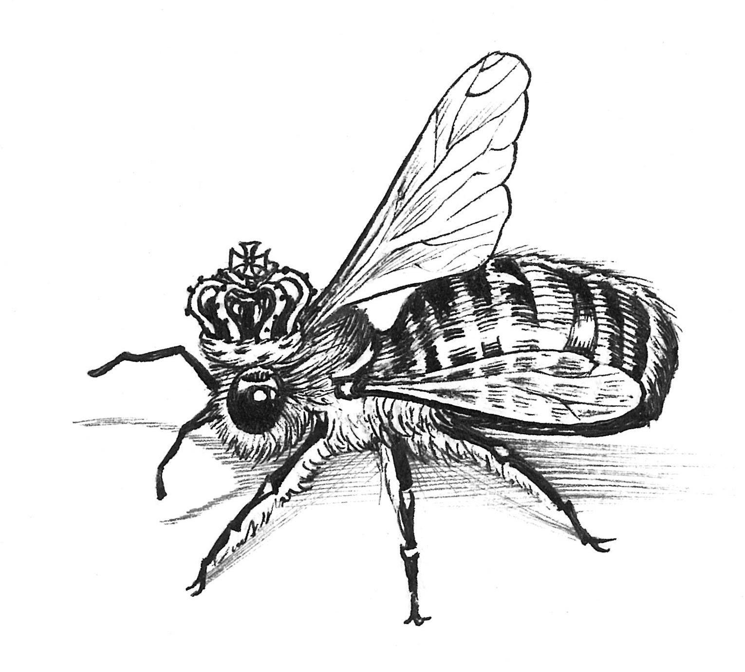 Queen Bee Drawing Art