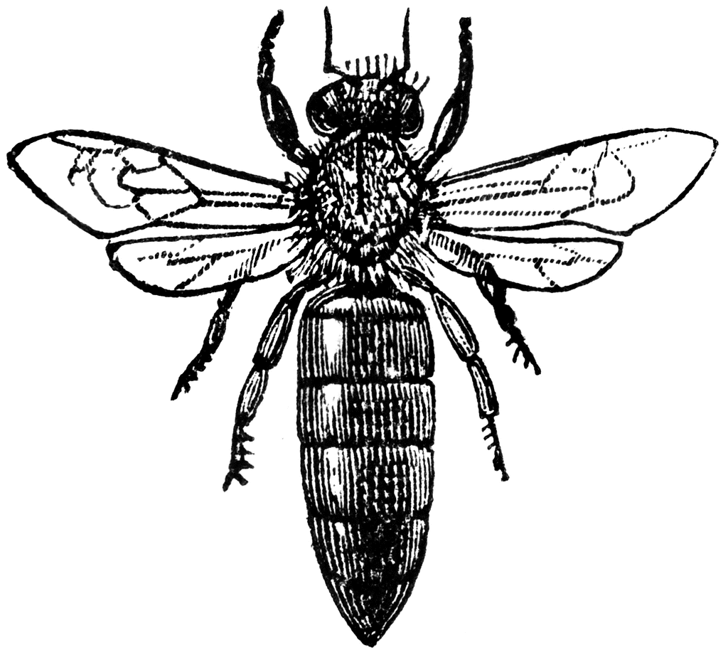 Queen Bee Drawing Image