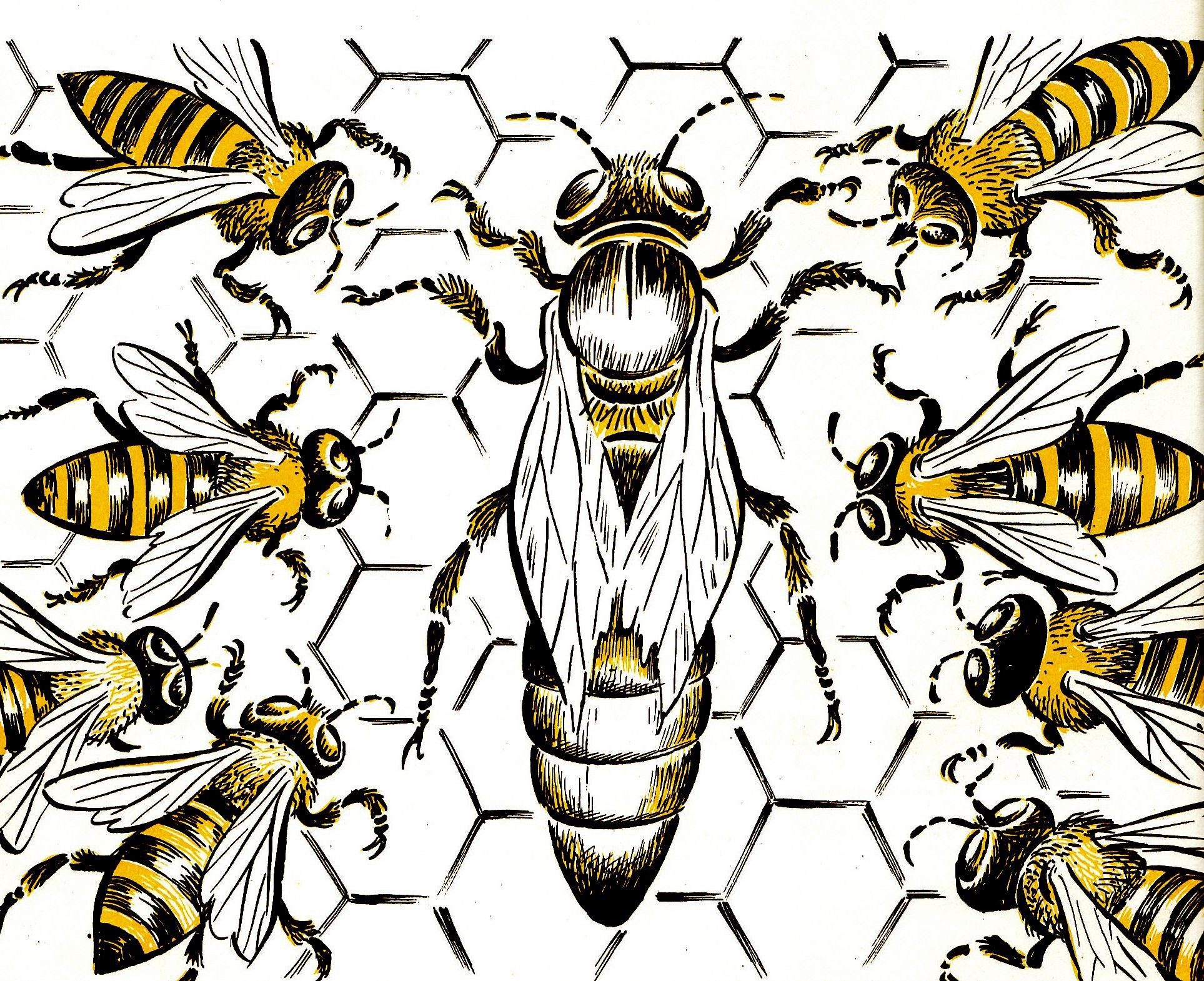 Queen Bee Drawing Photo