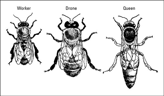 Queen Bee Drawing Pics