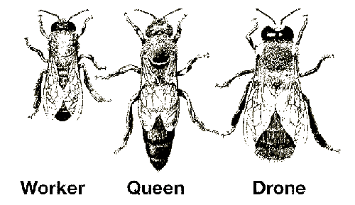 Queen Bee Drawing Pictures