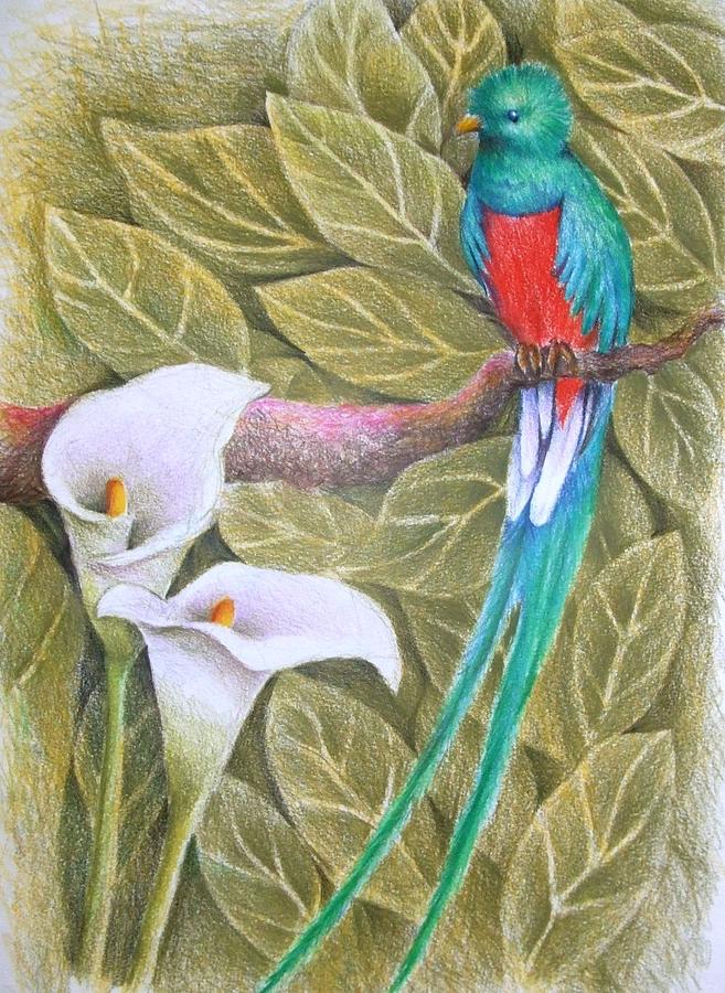 Quetzal Drawing Amazing