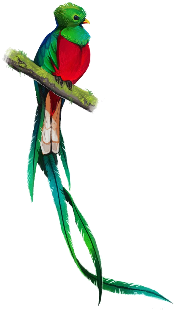 Quetzal Drawing Art