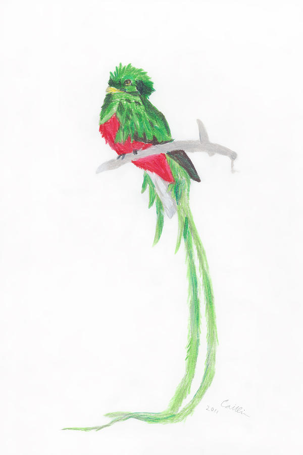 Quetzal Drawing Beautiful Image