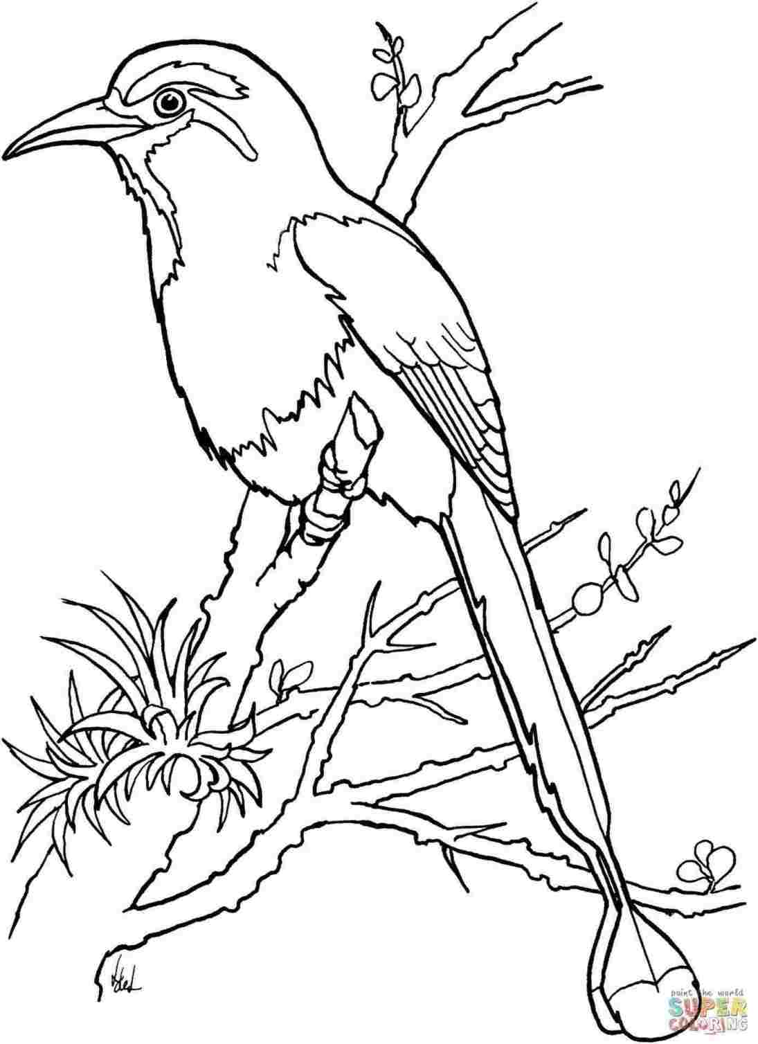Quetzal Drawing High-Quality