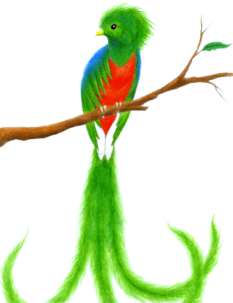 Quetzal Drawing Pic
