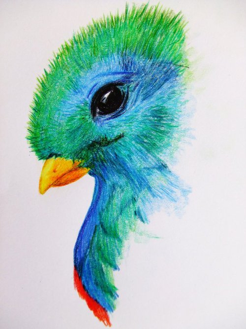 Quetzal Drawing Sketch