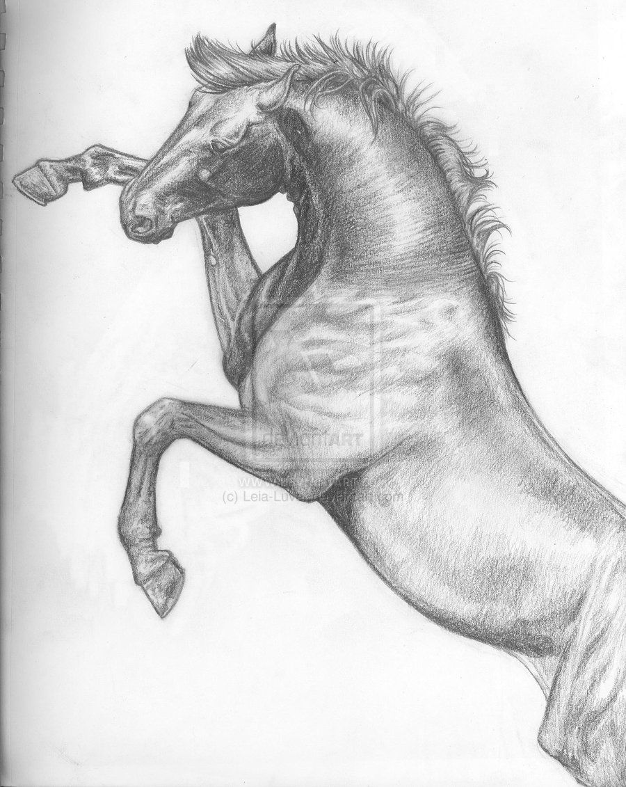 Rearing Horse Drawing Image
