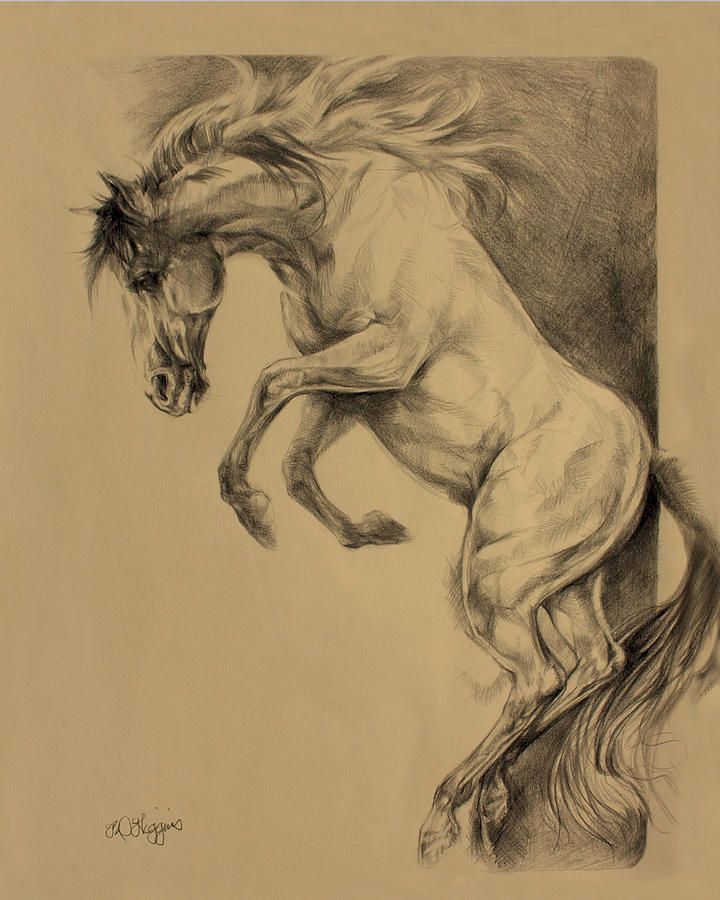 Rearing Horse Drawing Picture