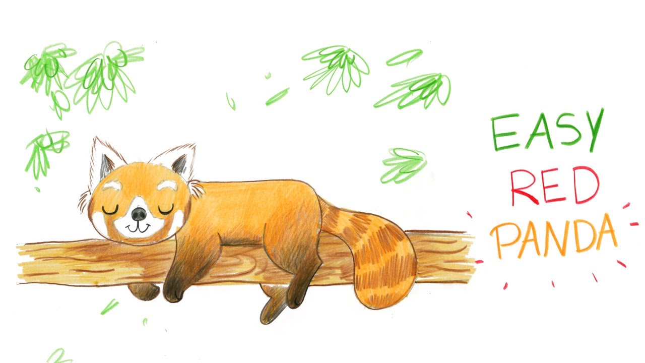 Red Panda Drawing Pic