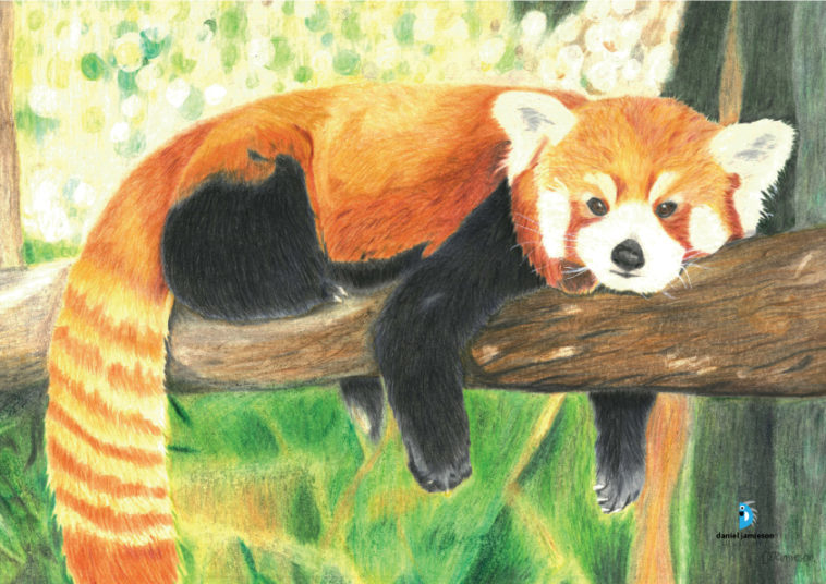 Red Panda Drawing Sketch