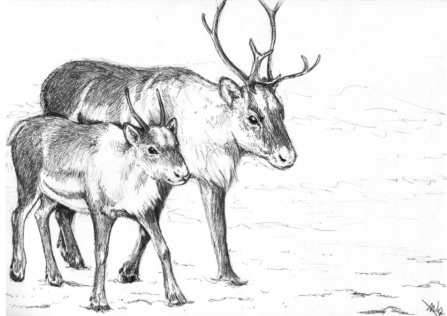 Reindeer Art Drawing