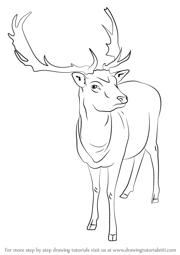 Reindeer Drawing Amazing