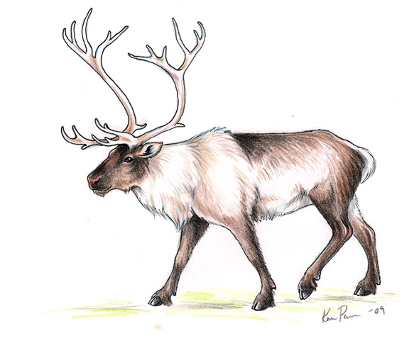 Reindeer Drawing High-Quality