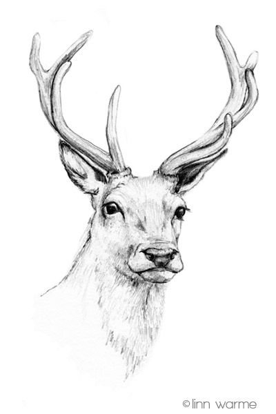Reindeer Drawing Image