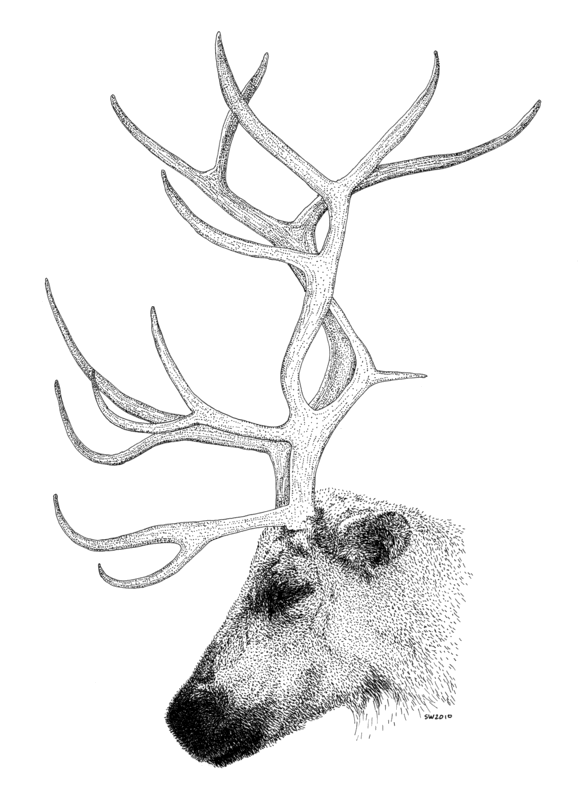 Reindeer Drawing Photo