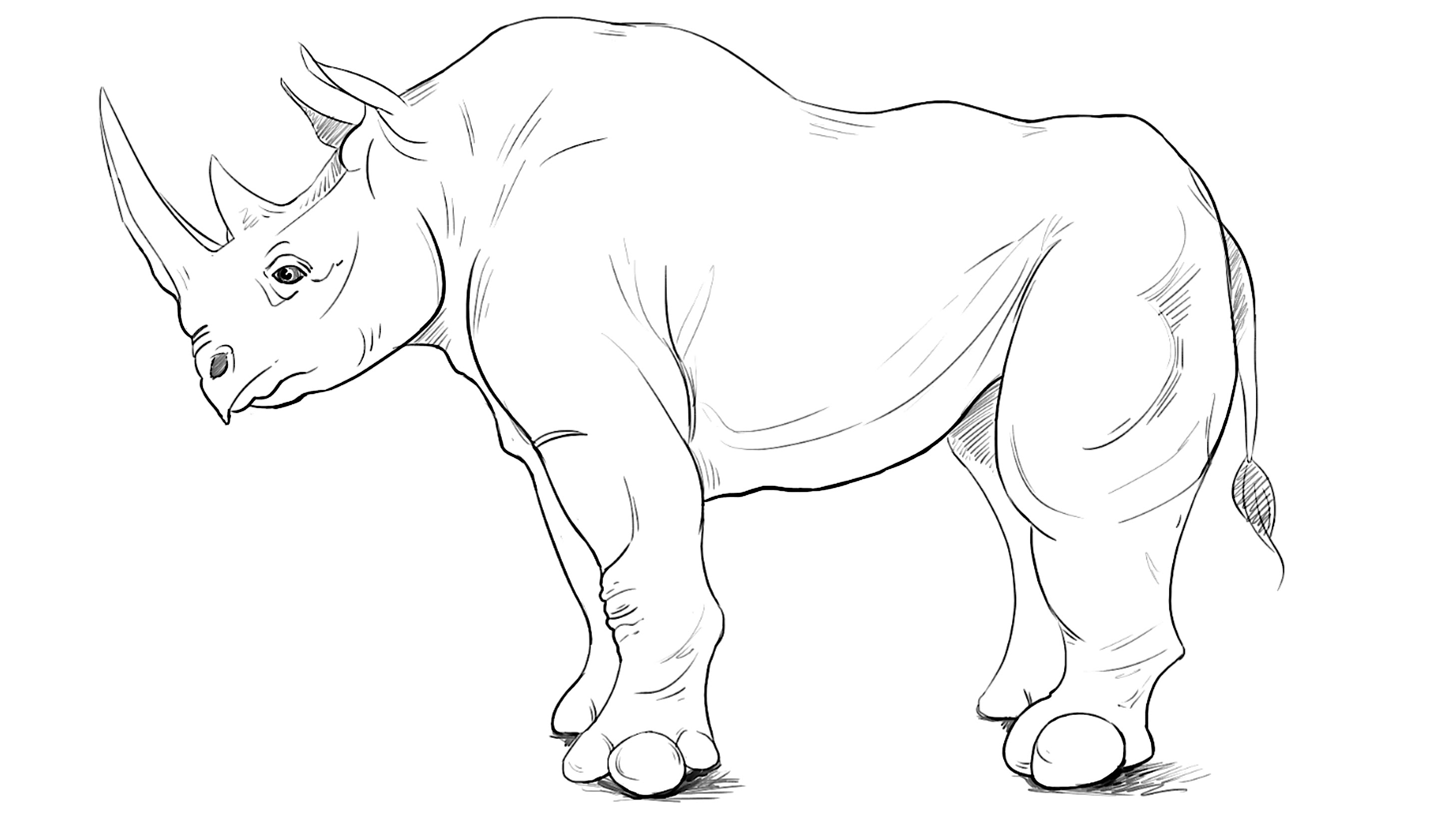 Rhinoceros Drawing Image