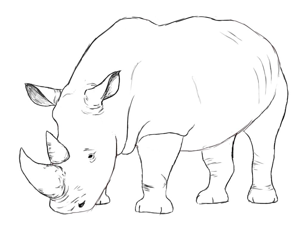 Rhinoceros Drawing Pics