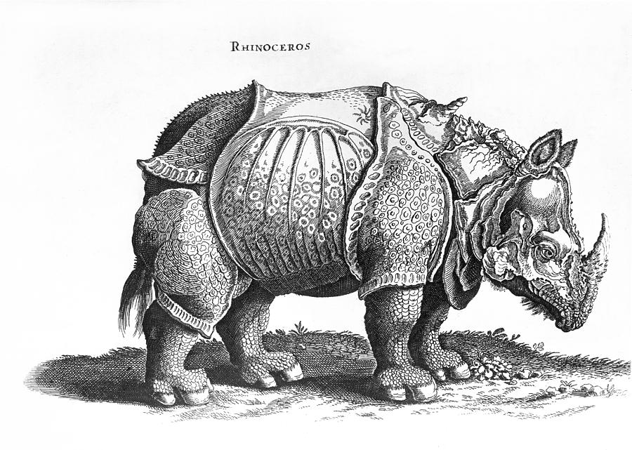 Rhinoceros Drawing Picture