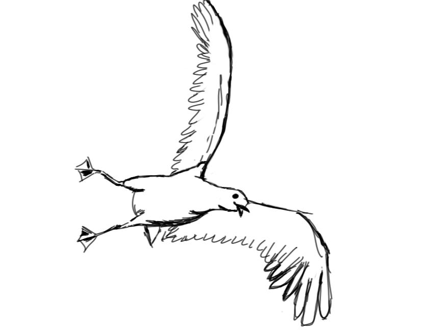 Seagull Drawing Image