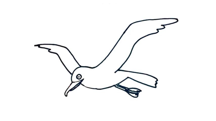 Seagull Drawing Photo