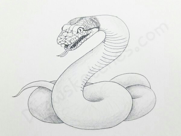 Serpent Drawing Beautiful Image