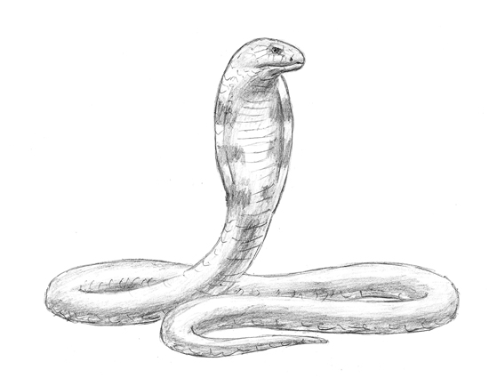 Serpent Drawing Image