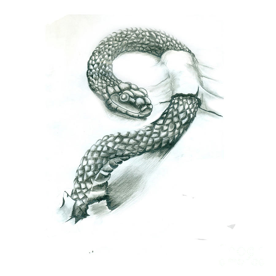 Serpent Drawing Realistic