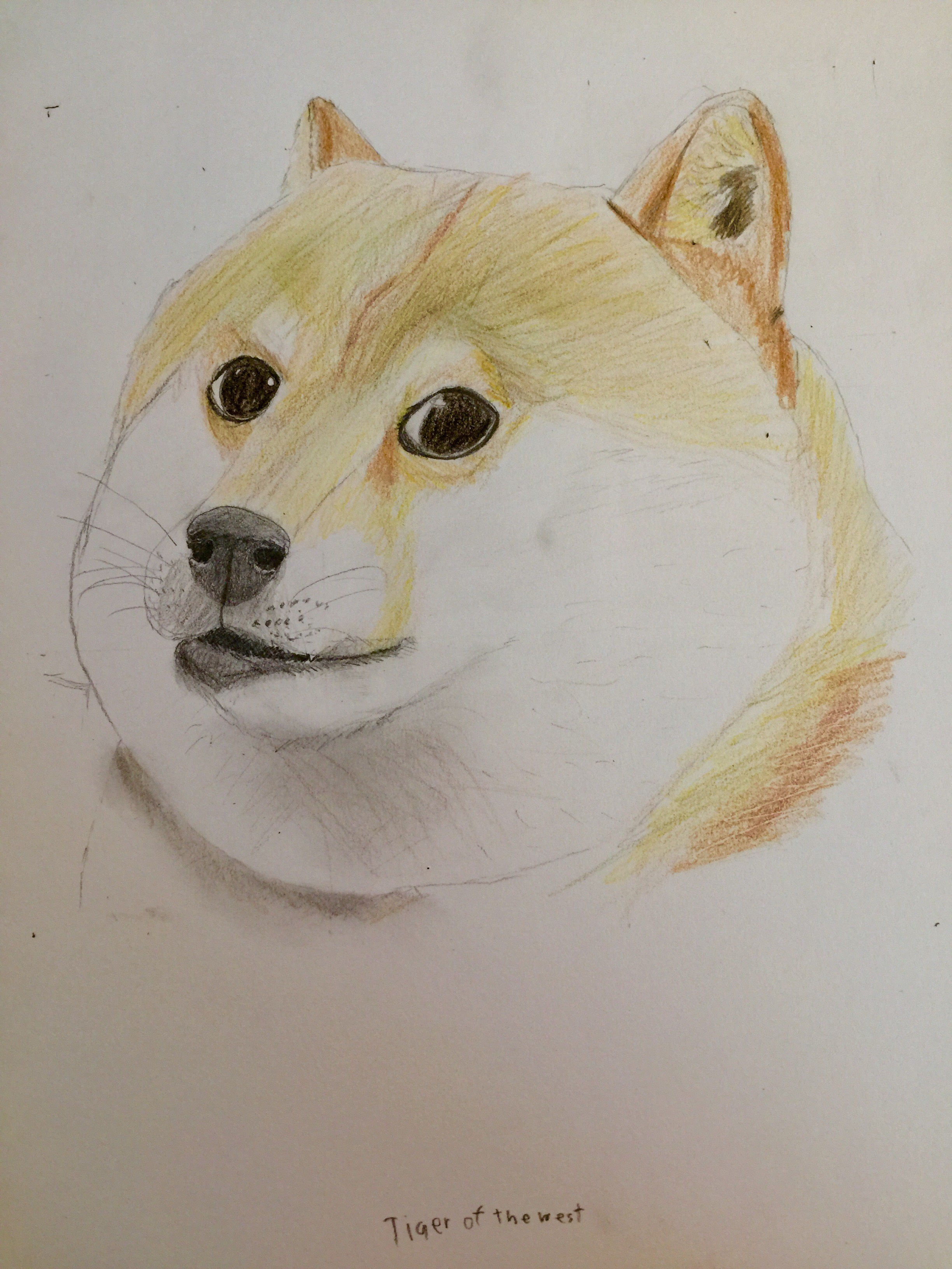 Shiba Inu Drawing Best