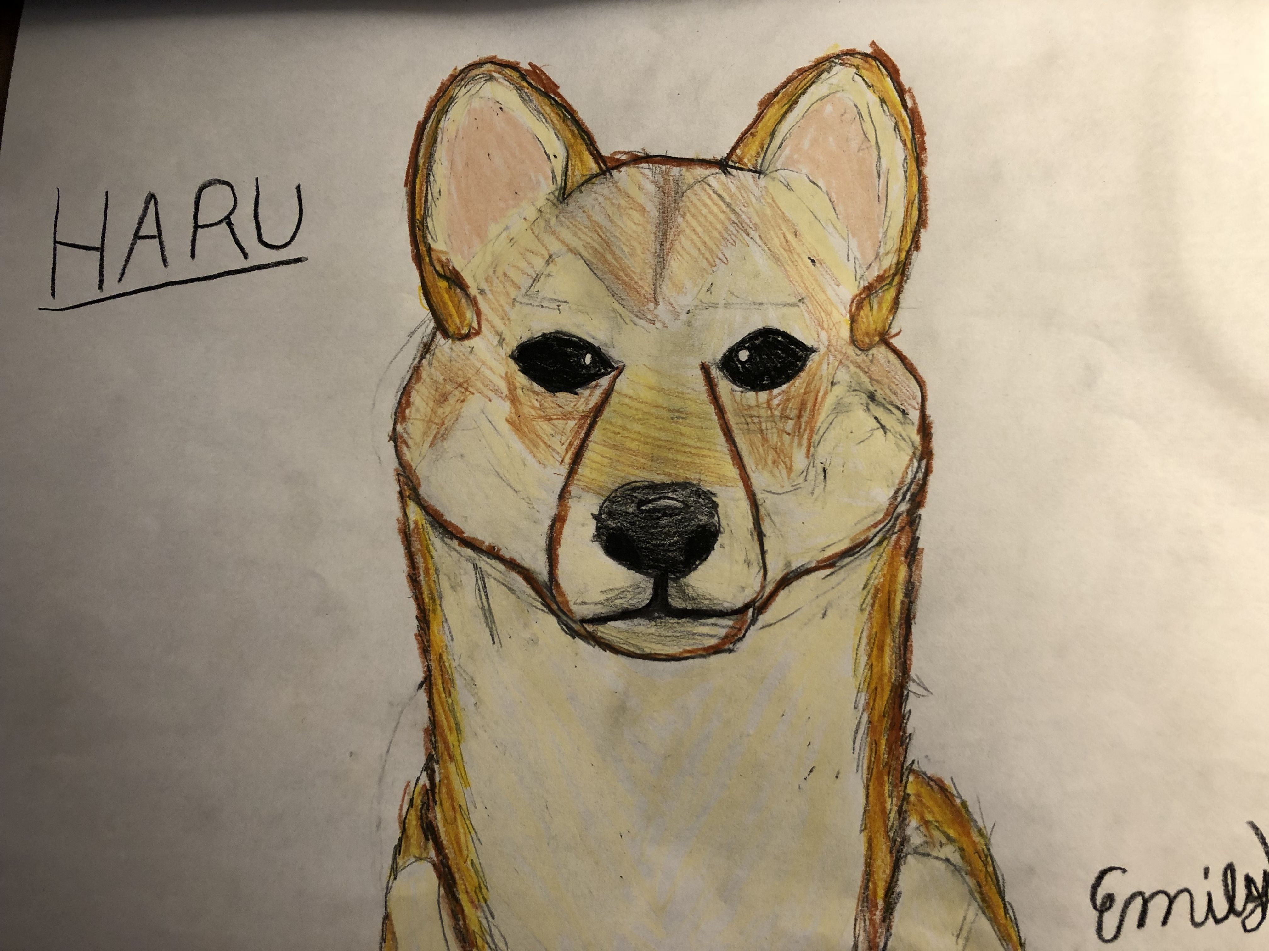 Shiba Inu Drawing