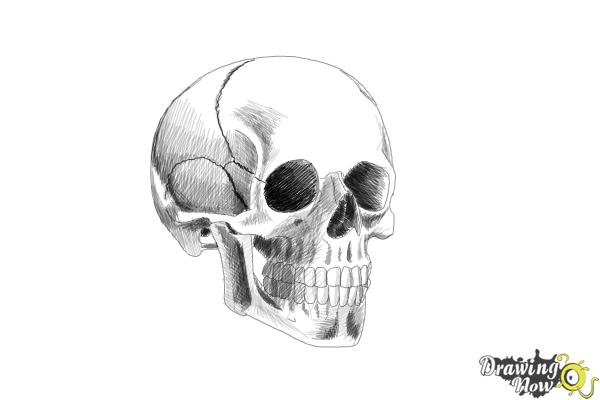 Skull Drawing Realistic