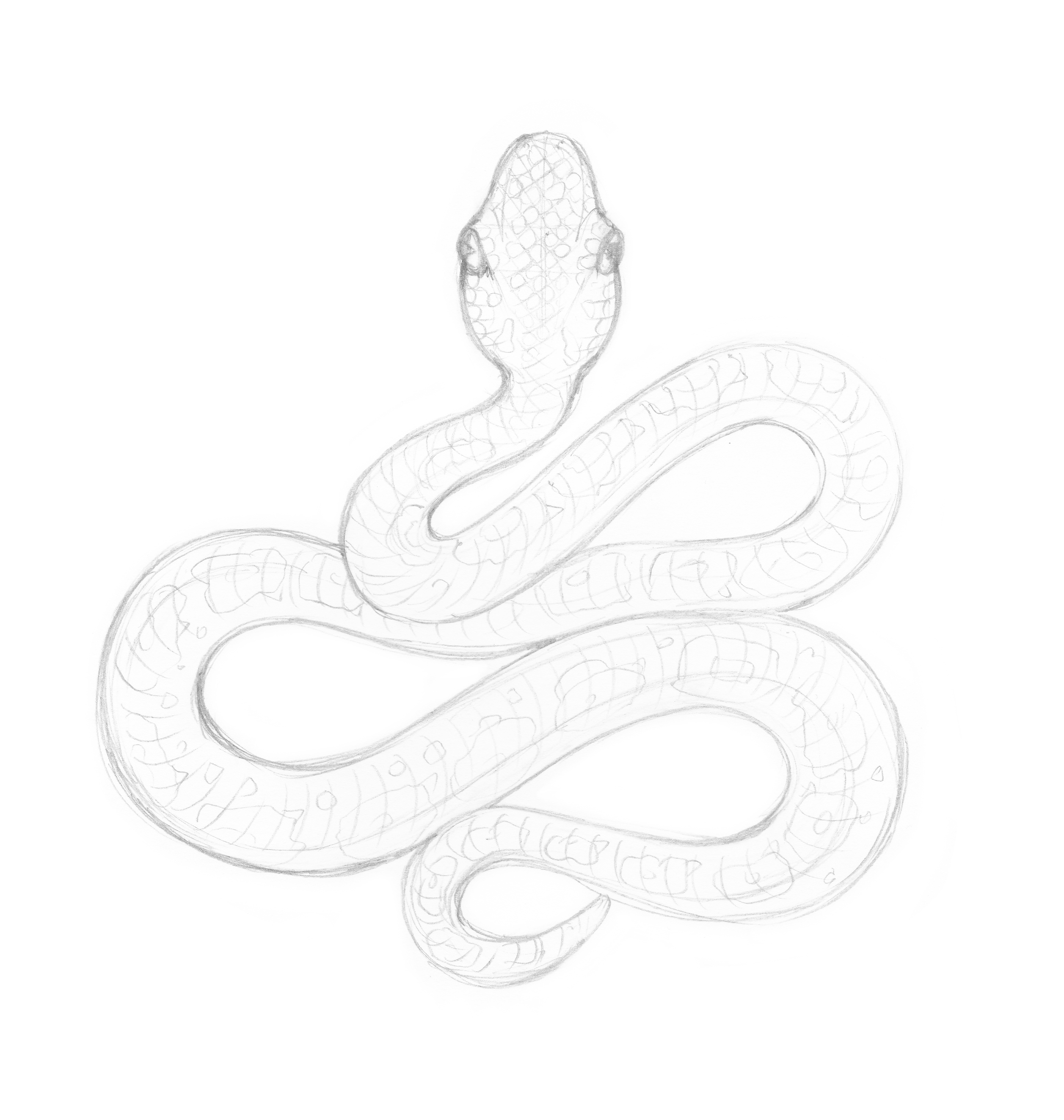 Snake Drawing Pics