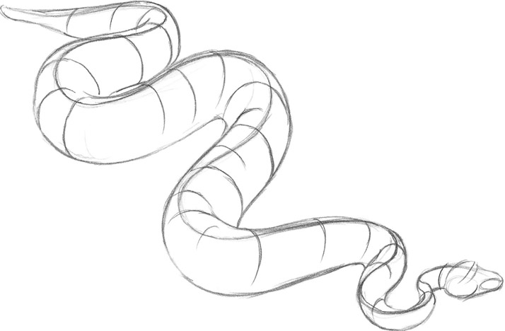 Snake Drawing Pic  Drawing Skill