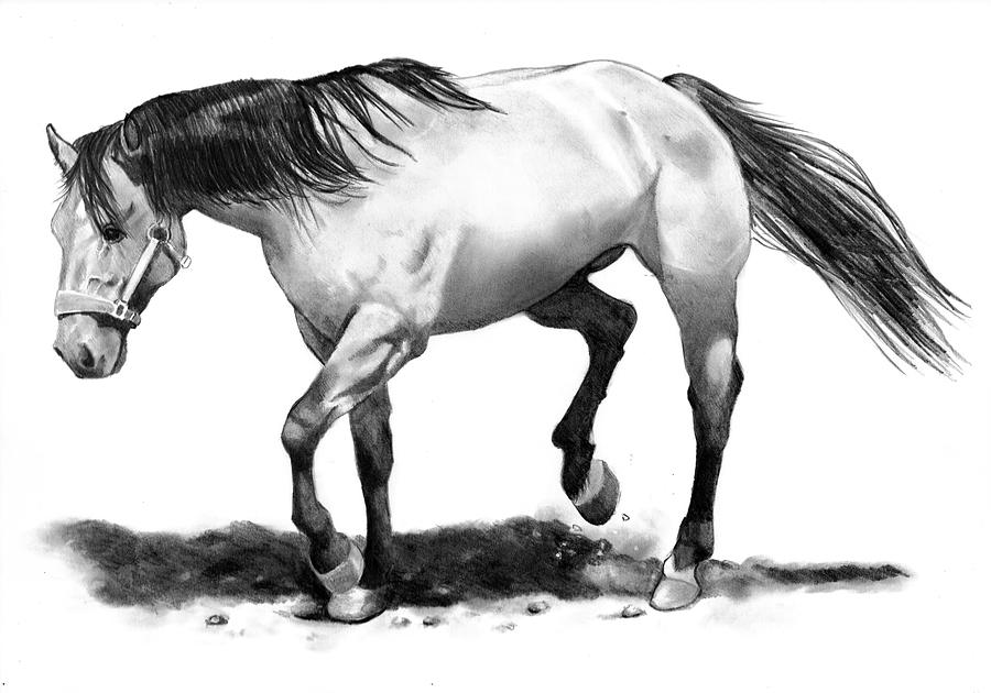 Stallion Drawing Art
